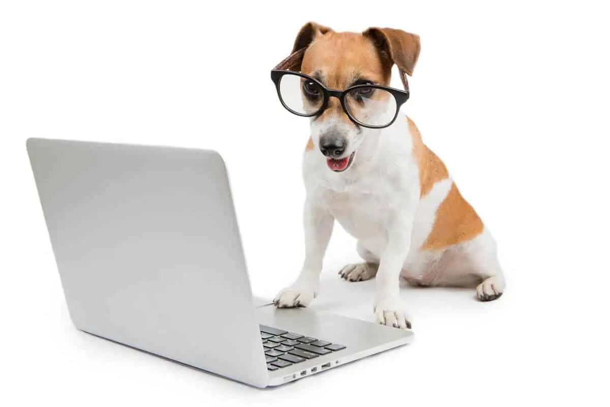 Pet Technology - Cool Gadgets 1 Pet Technology